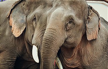 Stealing Giants - Der grausame Handel mit lebenden Elefanten